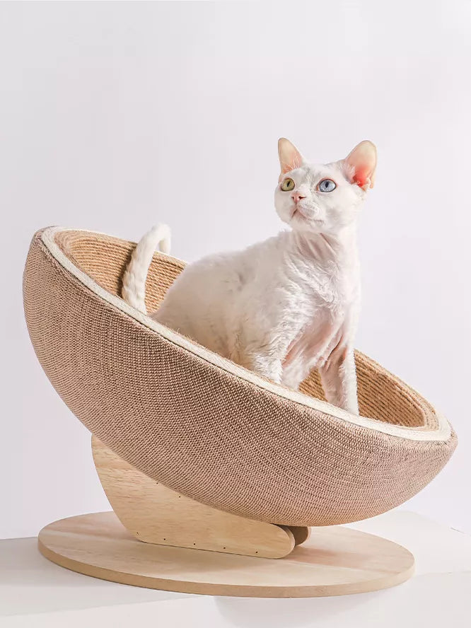 Premium Cat Gear and Chic Accessories